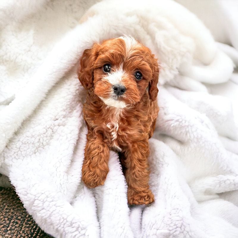 Cavapoo