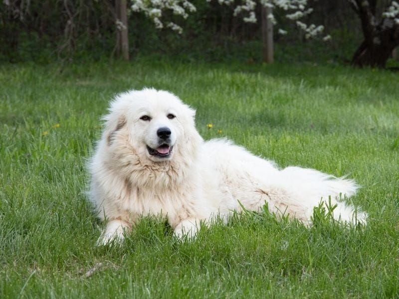 The Mountain Guardian: Great Pyrenees