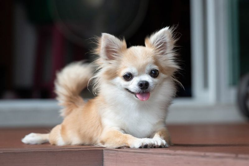 Chihuahua: Tiny Body, Enormous Loyalty