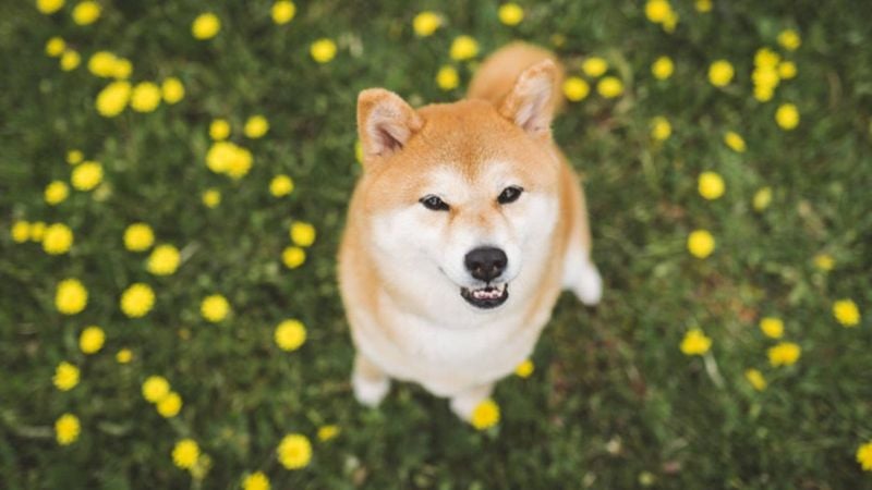 Shiba Inu