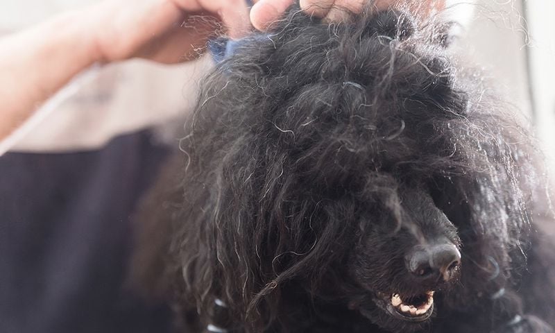 May Cause Matting in Long-Haired Dogs