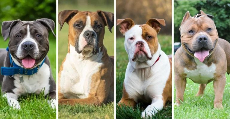 Pit Bull or Not? These 17 Breeds Keep People Guessing