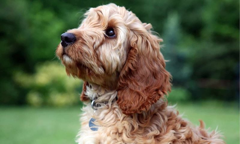 Cockapoo