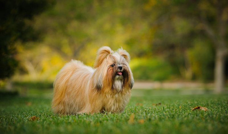 Shih Tzu: The Ancient Soul Companion