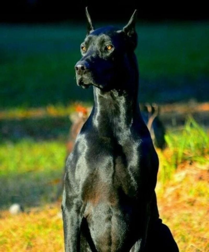 Black Doberman Pinscher