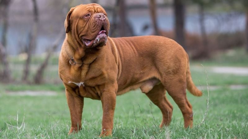 Dogue de Bordeaux – The French Powerhouse (556 PSI)