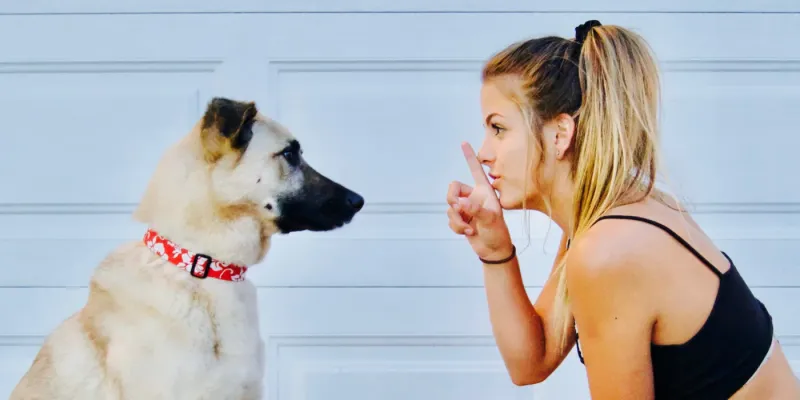 Introducing New People or Pets Without Warning