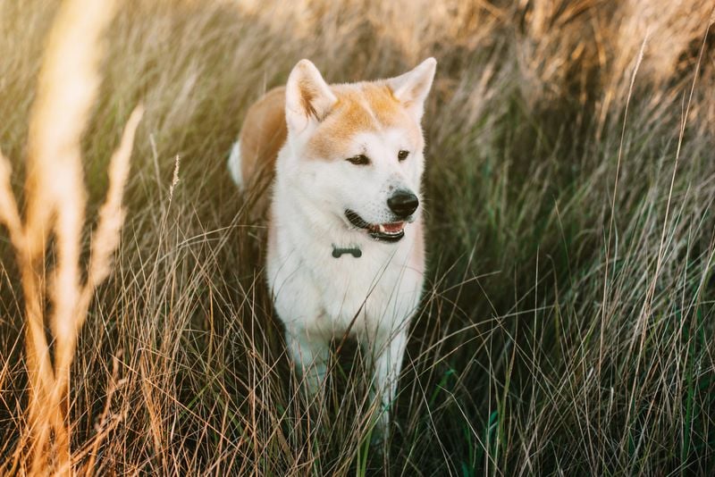 Akita