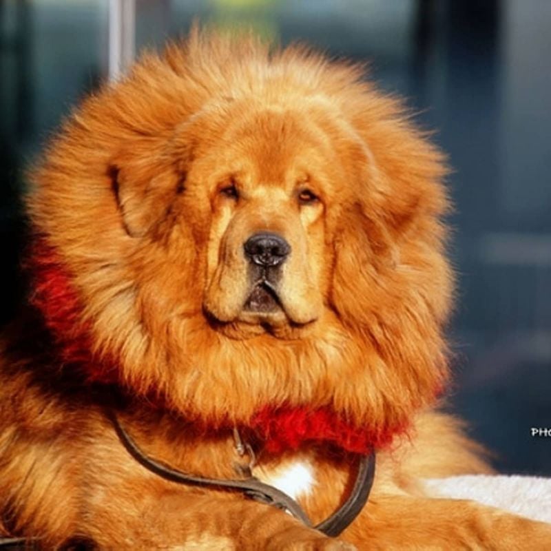 Tibetan Mastiff: The Million-Dollar Mountain Sentinel
