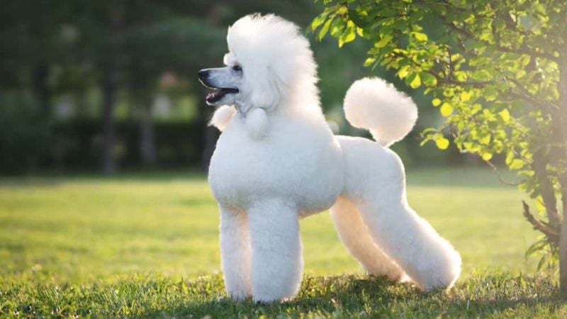 Poodle (Toy, Miniature, and Standard)