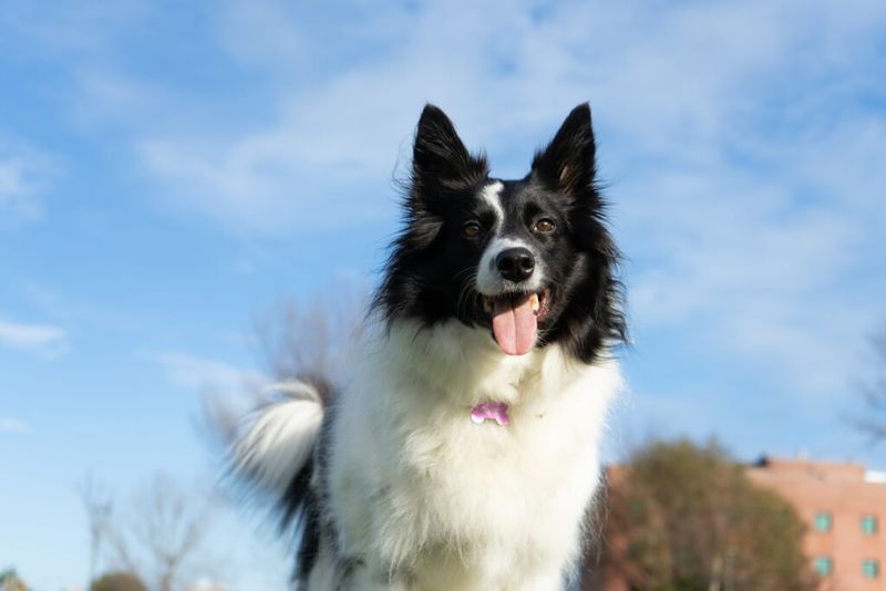 Border Collie: Too Smart For Their Own Good