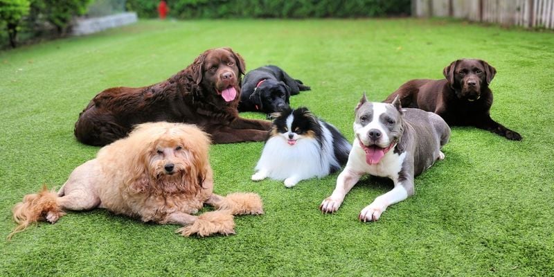 Your dogs will teach each other