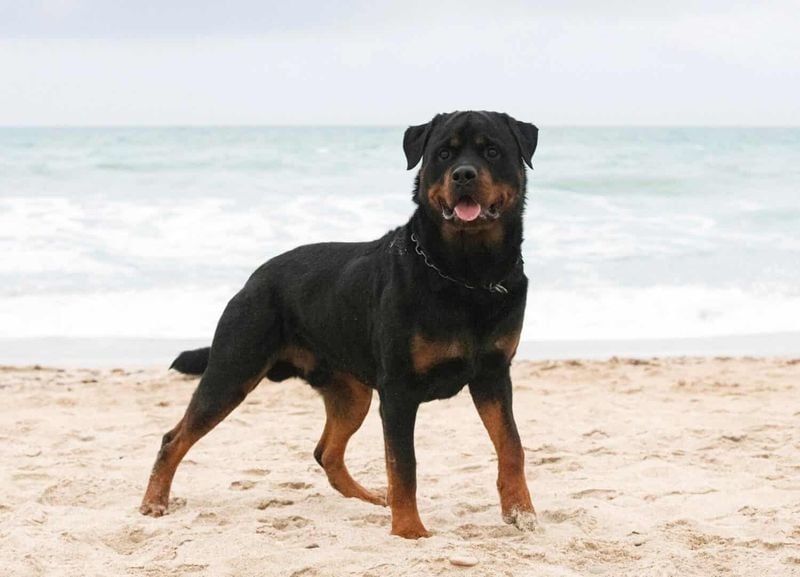Rottweiler: The Thoughtful Powerhouse