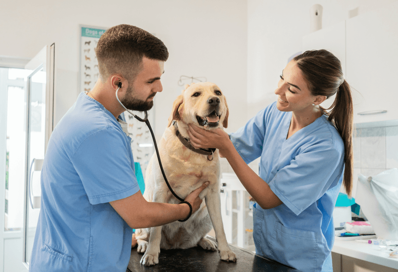 Schedule Regular Veterinary Check-ups