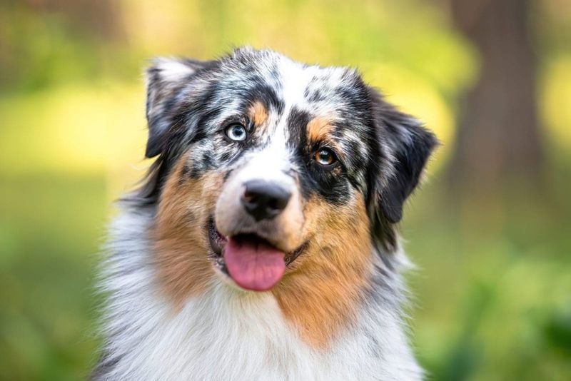 Australian Shepherd: The Emotional Weather Forecaster