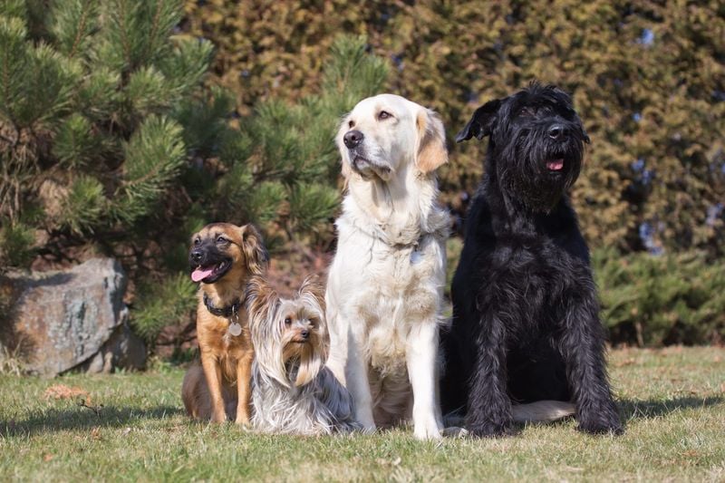 Breed Determines Behavior Completely