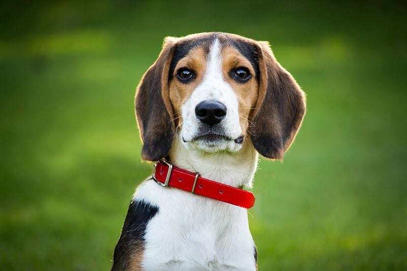Beagle: Merry Methuselahs