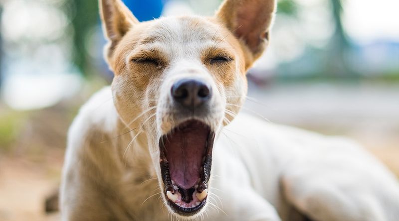 Yawning as a Stress Signal
