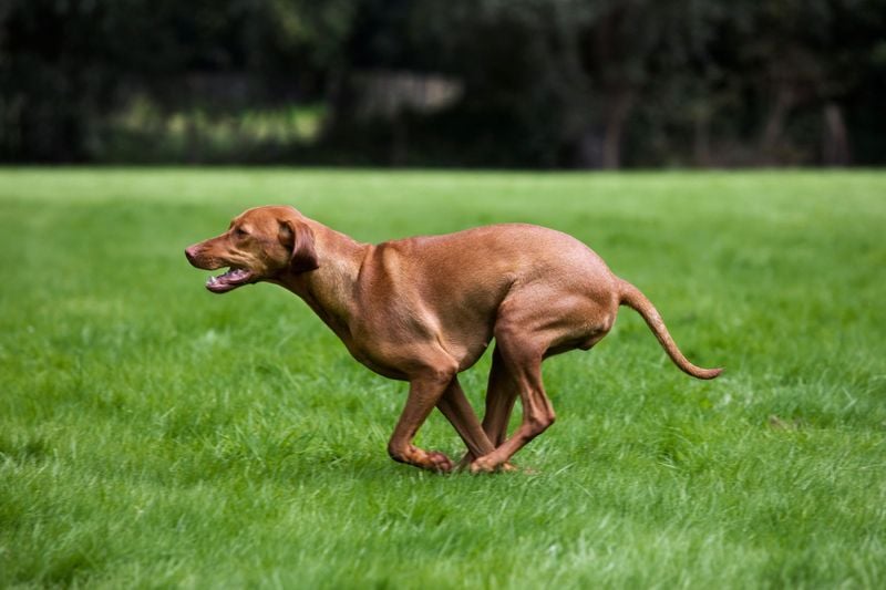 Vizsla