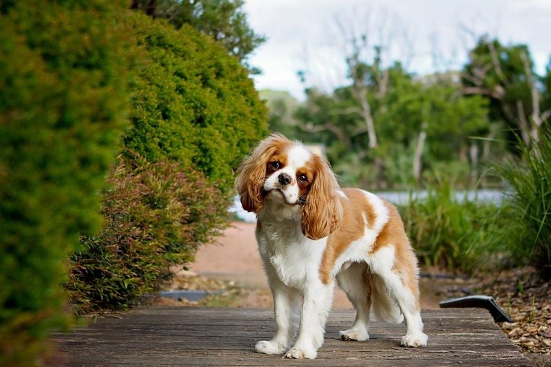 Cavalier King Charles Spaniel: Royal Comfort Provider