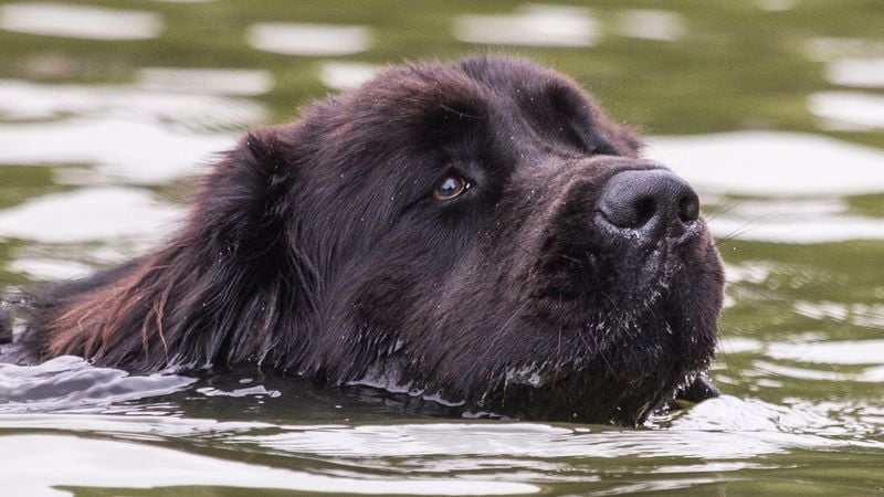 Newfoundland