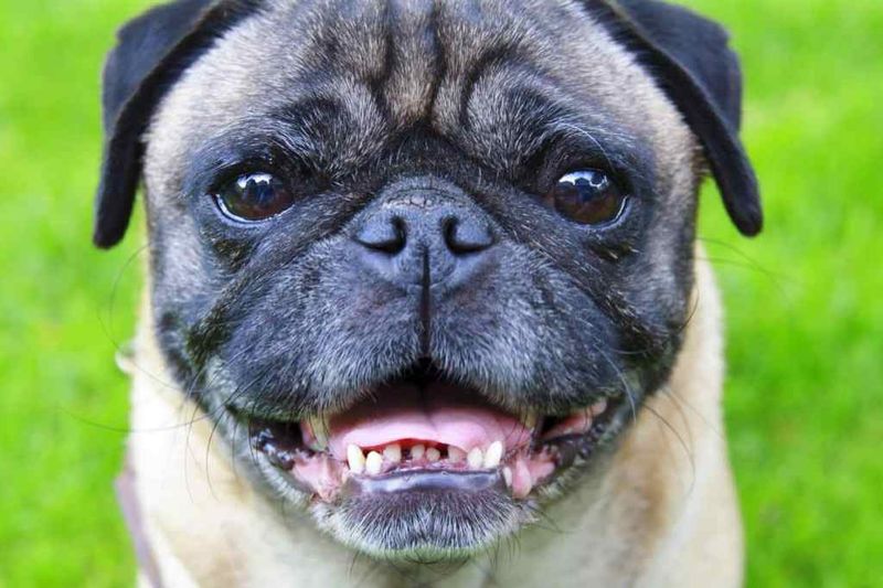 Pug: Squished Face, Squished Teeth