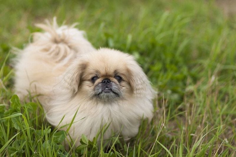 Pekingese