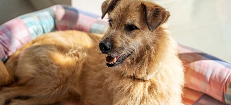 Mixed Breeds Are Always Healthier
