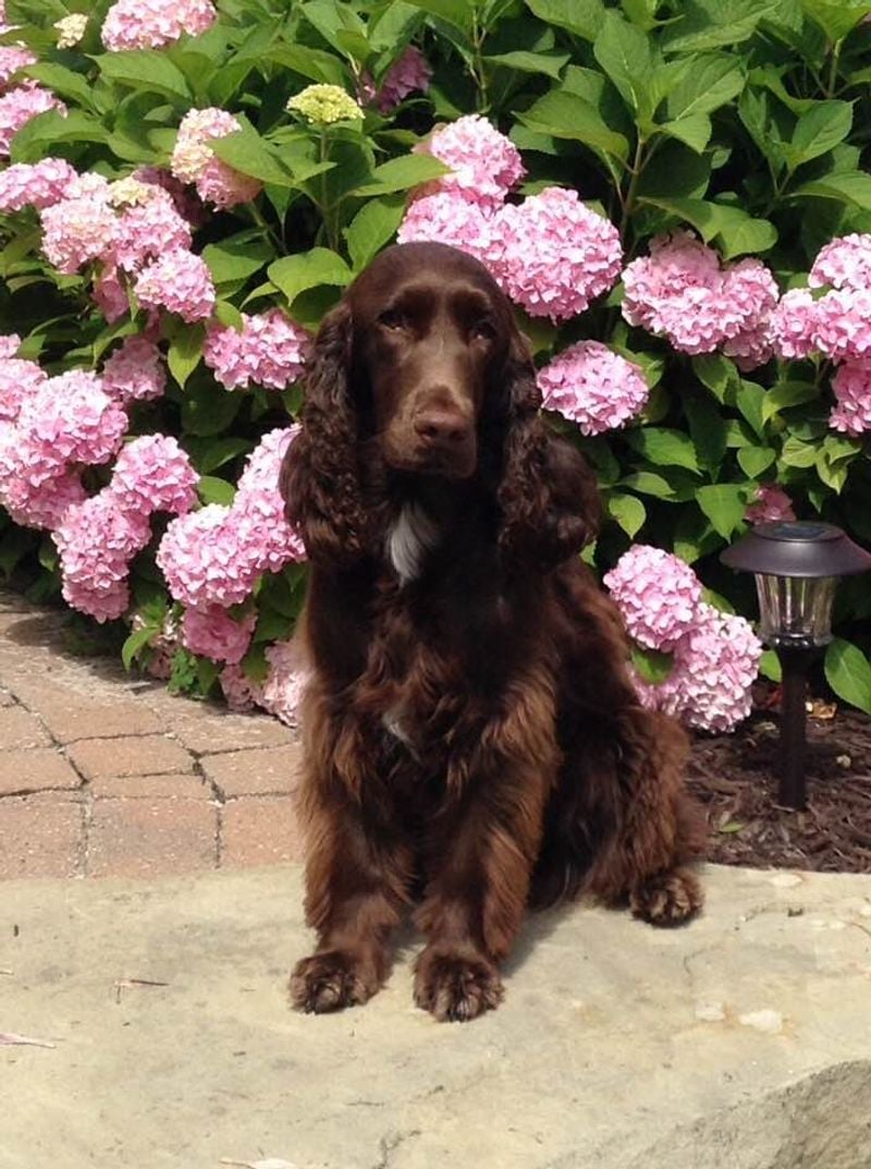 Field Spaniel