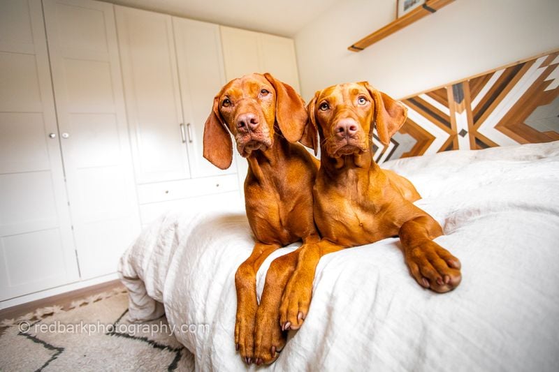 Vizsla