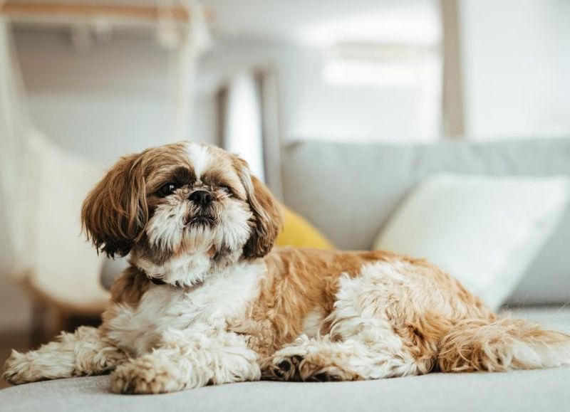 Shih Tzu: Little Lions With Zen-Like Patience