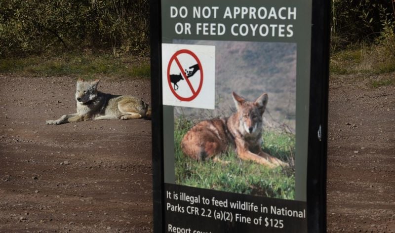 Never Try to Feed or Approach the Coyote