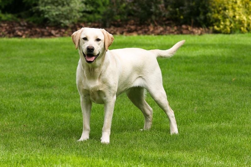Labrador Retriever: America's Favorite for Good Reason