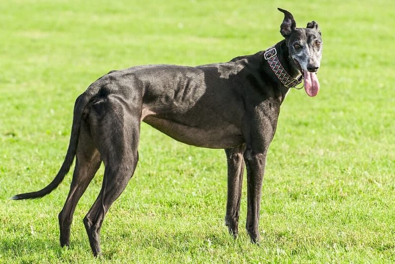 Greyhound