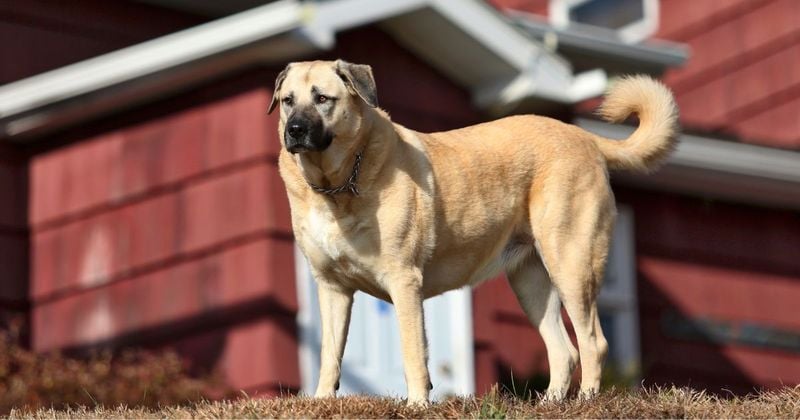 They Don’t Just Bark—They Intimidate