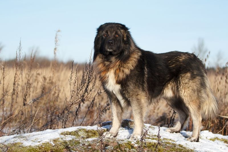 The Mountain Warrior: Caucasian Shepherd Dog