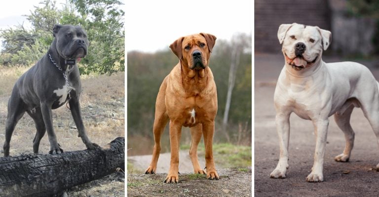 Ranked: 18 Dogs With the Most Powerful Jaws on the Planet