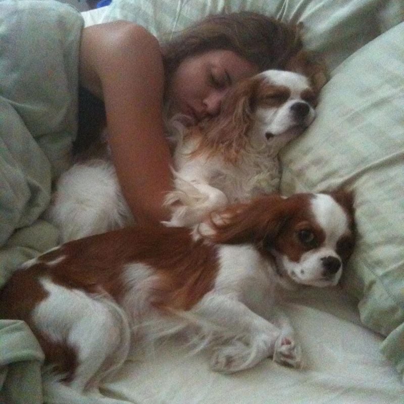 Cavalier King Charles Spaniel: Born to Snuggle