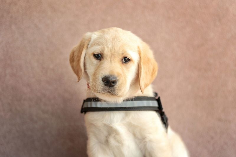 Labrador Retriever: The Loyal Mood-Lifter