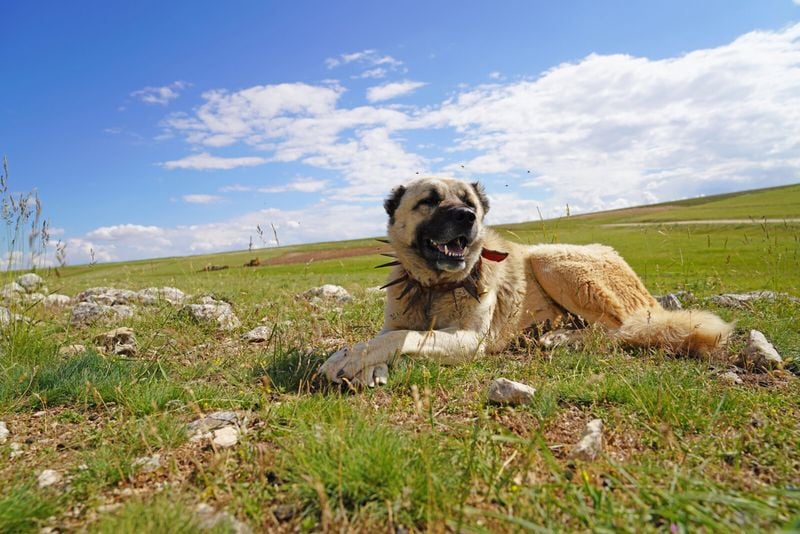 Born Guardians: Protecting Flocks from Wolves and Bears