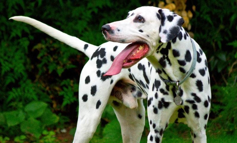 Excessive Panting When Not Hot or Tired