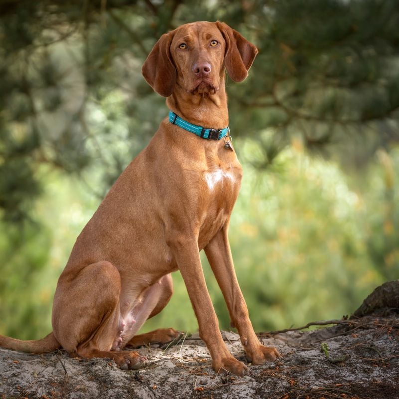 Vizsla: The Velcro Dog With Emotional Radar