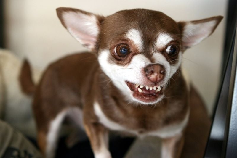 Chihuahua: Tiny Dog with a Mighty Bite