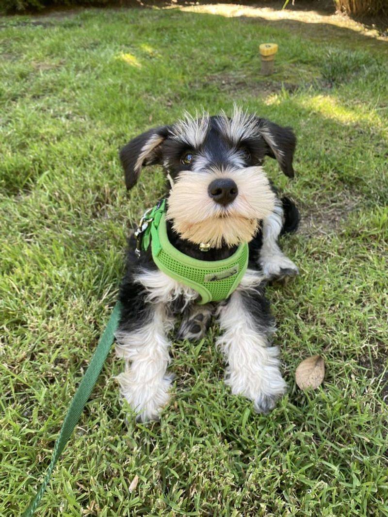 Miniature Schnauzer: Bearded Sentinel