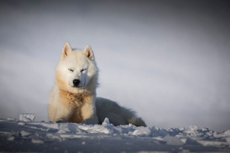 Greenland Dog
