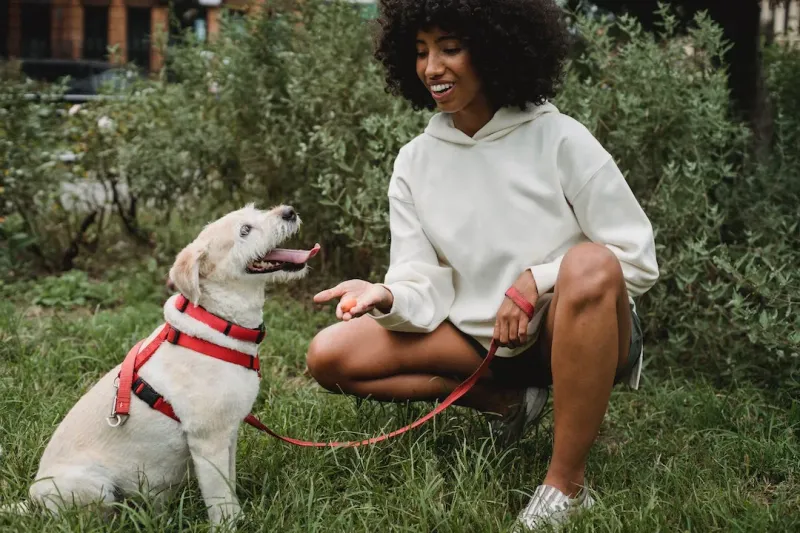 Stress-Free Leash Walking Strategies