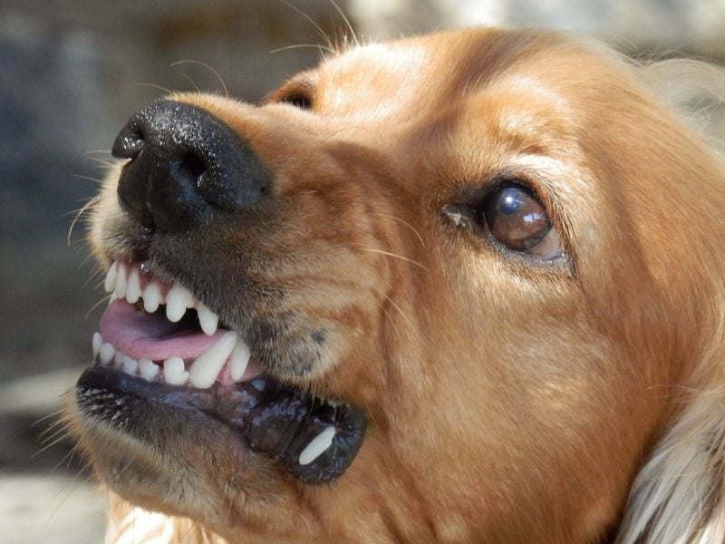 Growling or Barking