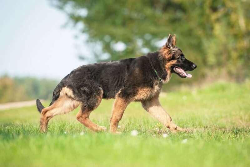 German Shepherd's Sloping Back Tragedy