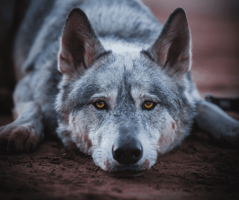 Wolfdog Hybrids: Wild Spirit in a Domestic Package