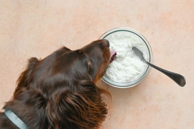 Cottage Cheese: Gentle Dairy Protein Source
